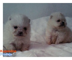 pomeranski špic
