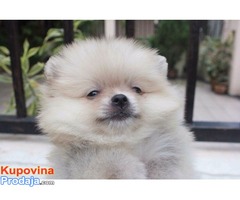 pomeranski špic - Fotografija 4/6