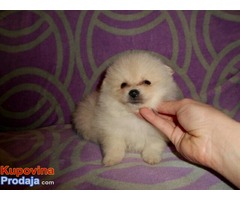 pomeranski špic - Fotografija 5/6