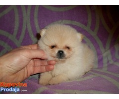 pomeranski špic - Fotografija 6/6