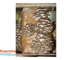 Micelijum seme gljive bukovace,shitake,sampinjona - Fotografija 2/4