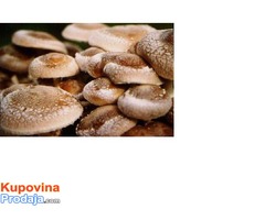 Micelijum seme gljive bukovace,shitake,sampinjona - Fotografija 3/4