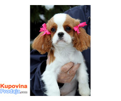 PRODAJA: žensko štene kavalijer king Charles španijel - Fotografija 2/4