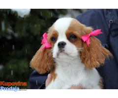 PRODAJA: žensko štene kavalijer king Charles španijel - Fotografija 4/4