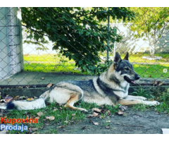 Čehoslovački vučiji pas - štenci na prodaju - Fotografija 2/7
