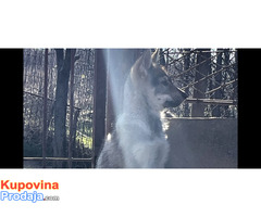 Čehoslovački vučiji pas - štenci na prodaju - Fotografija 3/7