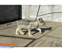 Čehoslovački vučiji pas - štenci na prodaju - Fotografija 5/7