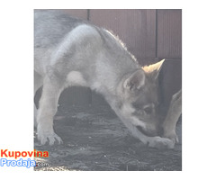 Čehoslovački vučiji pas - štenci na prodaju - Fotografija 6/7