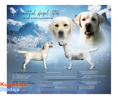 Labrador retriver - Fotografija 1/10