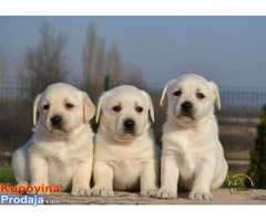 Labrador retriver - Fotografija 4/10