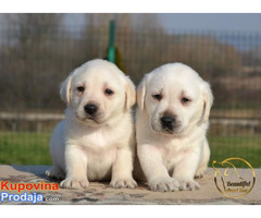 Labrador retriver - Fotografija 5/10