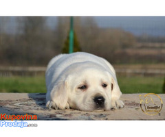 Labrador retriver - Fotografija 6/10