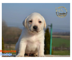 Labrador retriver - Fotografija 8/10