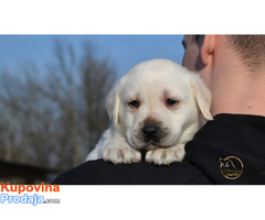 Labrador retriver - Fotografija 9/10