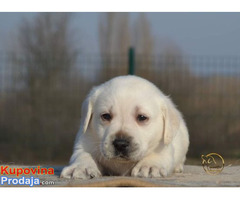 Labrador retriver - Fotografija 10/10