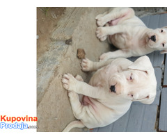 Dogo Argentino štenci - Fotografija 2/2