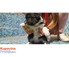 Border koli štene prodaja Subotica - Fotografija 5/10