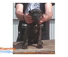 Cane corso - Fotografija 4/6