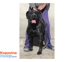 Cane corso - Fotografija 6/6