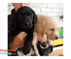 Labrador retriver, vrhunsko leglo - Fotografija 1/10