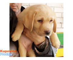 Labrador retriver, vrhunsko leglo - Fotografija 2/10