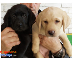 Labrador retriver, vrhunsko leglo - Fotografija 3/10