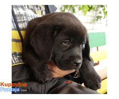 Labrador retriver, vrhunsko leglo - Fotografija 4/10