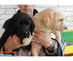 Labrador retriver, vrhunsko leglo - Fotografija 5/10