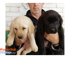 Labrador retriver, vrhunsko leglo - Fotografija 7/10