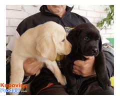 Labrador retriver, vrhunsko leglo - Fotografija 8/10