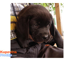 Labrador retriver, vrhunsko leglo - Fotografija 9/10