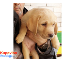 Labrador retriver, vrhunsko leglo - Fotografija 10/10