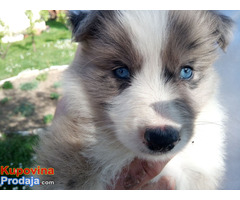 Stenci Border collie - Fotografija 9/10