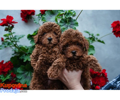 Toy mužijak crvene pudle