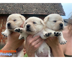 Štenci Labrador Retrivera - Fotografija 2/10