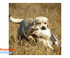 Štenci Labrador Retrivera - Fotografija 6/10