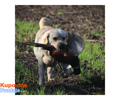 Štenci Labrador Retrivera - Fotografija 7/10