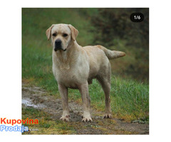 Štenci Labrador Retrivera - Fotografija 9/10