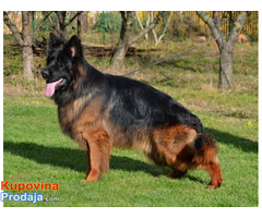 Nemački ovčar, muški dugodlaki štenci - Fotografija 3/6