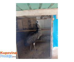 Prodajem emua - Fotografija 2/2