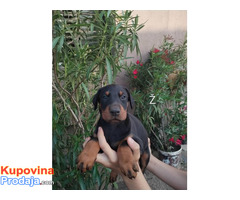 Doberman štenci - Fotografija 1/10