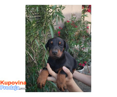 Doberman štenci - Fotografija 2/10