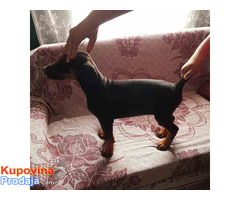 Doberman štenci - Fotografija 6/10