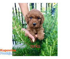 Goldendoodle F1 - Fotografija 3/7