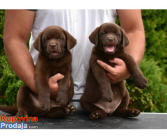 Labrador Retriver stenci - Fotografija 3/5