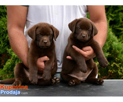 Labrador Retriver stenci - Fotografija 4/5