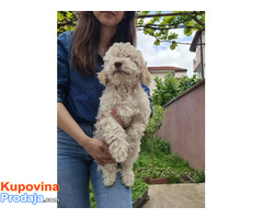 Lagotto romanjolo - Fotografija 2/8