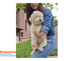 Lagotto romanjolo - Fotografija 3/8