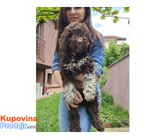 Lagotto romanjolo - Fotografija 4/8