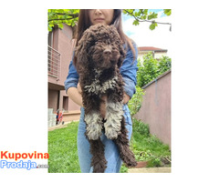 Lagotto romanjolo - Fotografija 5/8